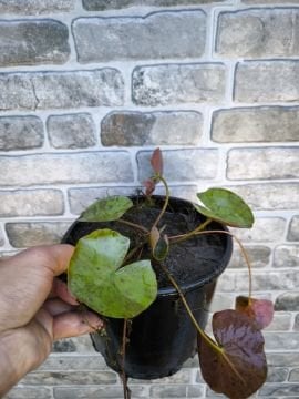 Somon Nilüfer Çiçeği