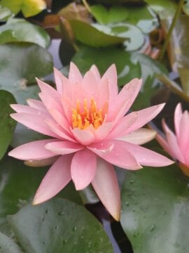 Somon Nilüfer Çiçeği