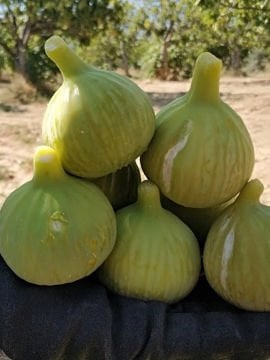 Aydın Dağ İnciri Fidanı