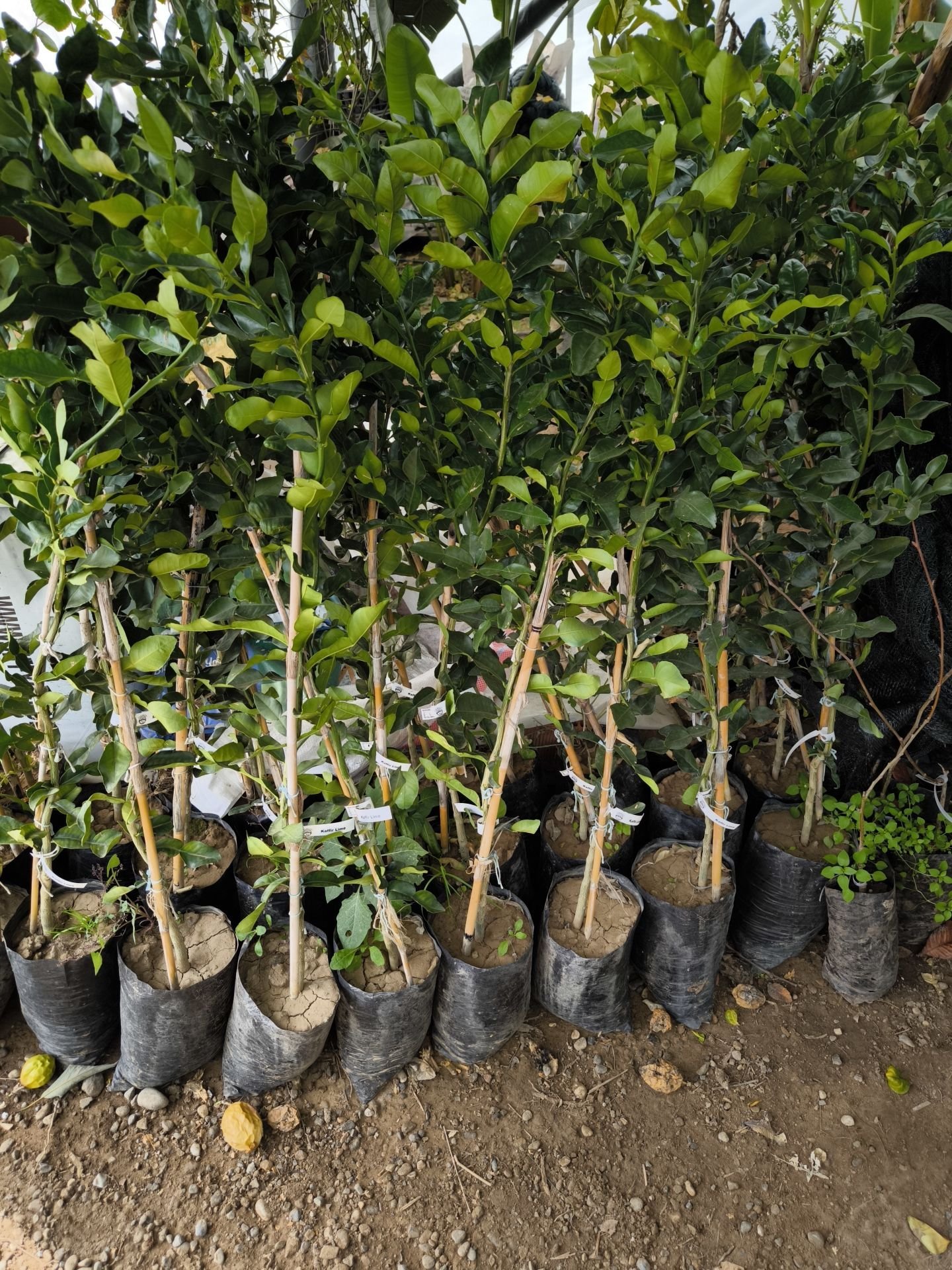 Kaffir Lime