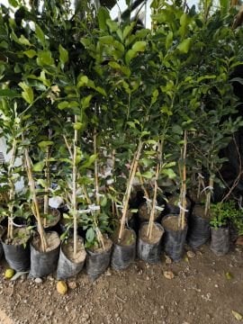 Kaffir Lime