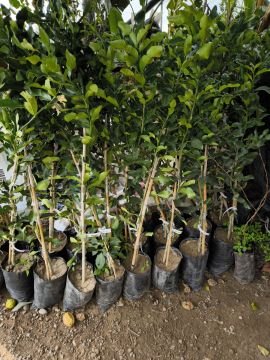 Kaffir Lime