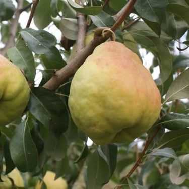 Deveci Armut Fidanı