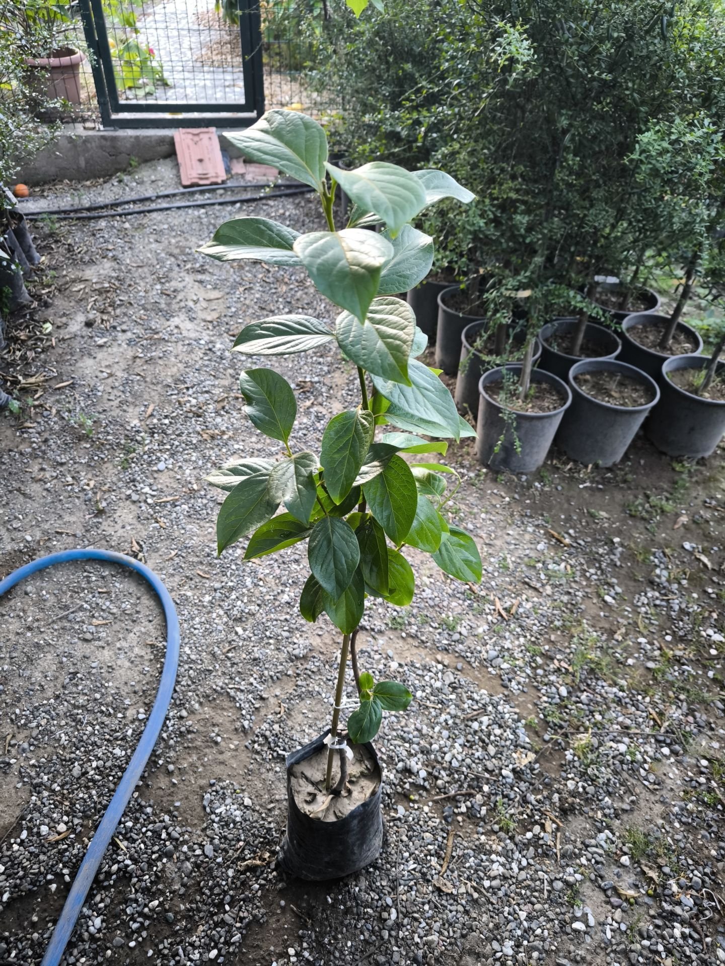 Fuyu Trabzon Hurması Fidanı