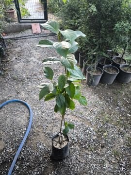 Fuyu Trabzon Hurması Fidanı