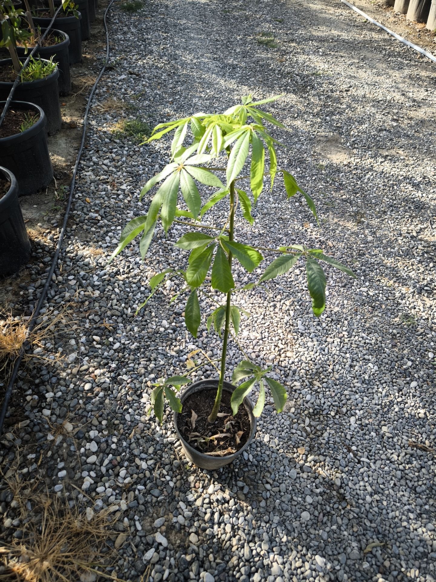 Maymun Tırmanmaz Ağacı (Ceiba speciosa)