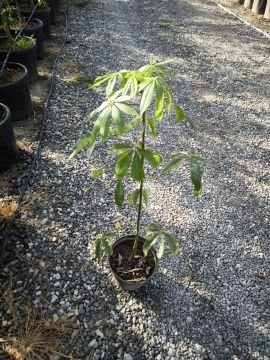 Maymun Tırmanmaz Ağacı (Ceiba speciosa)