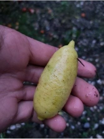 Yeşil Havyar Limon (Finger Lime)