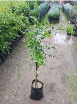 Yeşil Havyar Limon (Finger Lime)