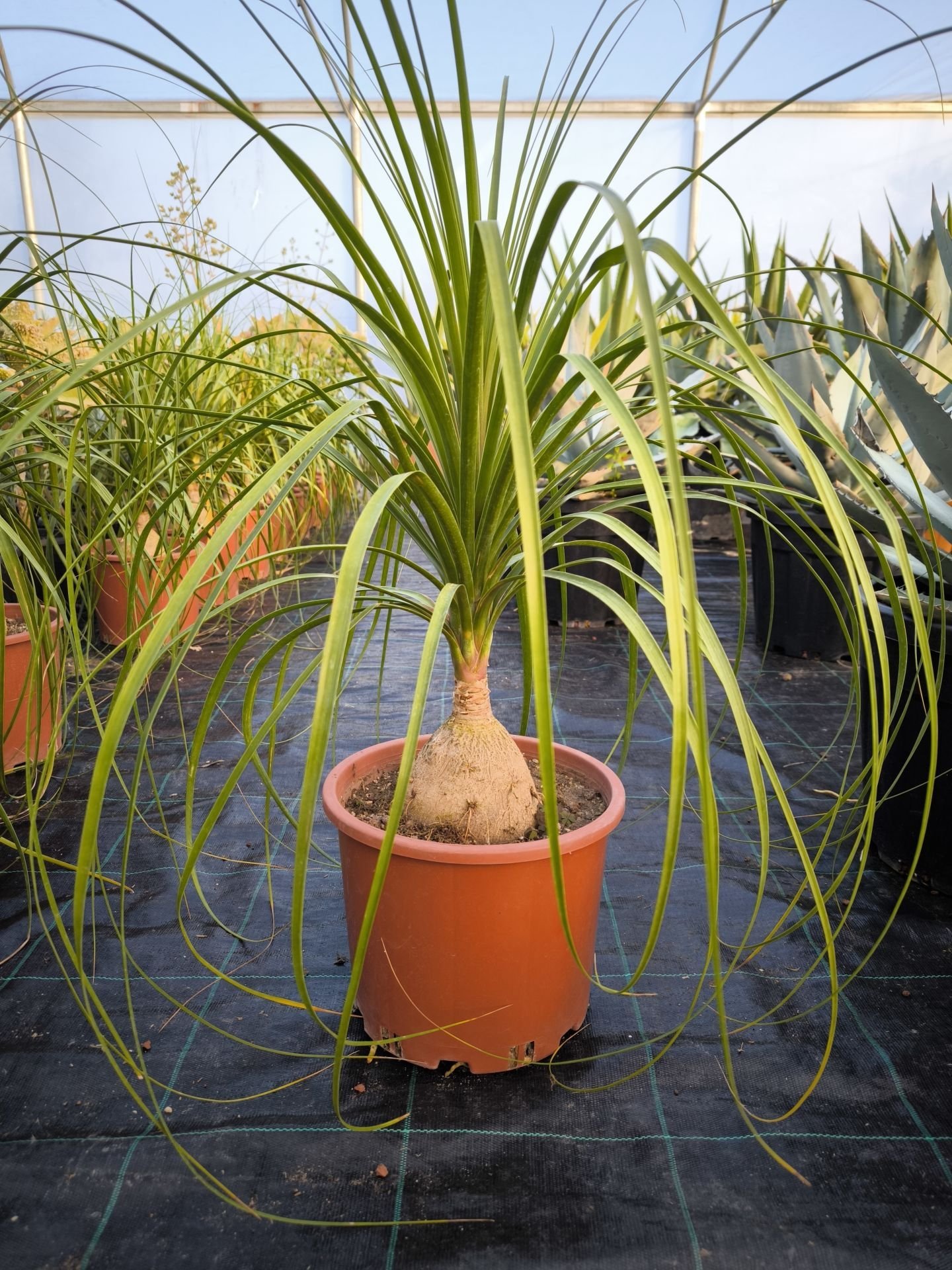 Nolina Fil Ayağı Bitkisi