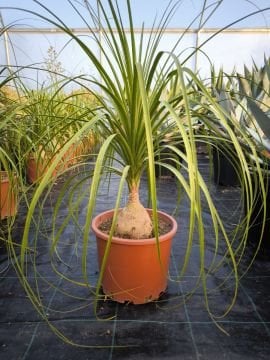 Nolina Fil Ayağı Bitkisi
