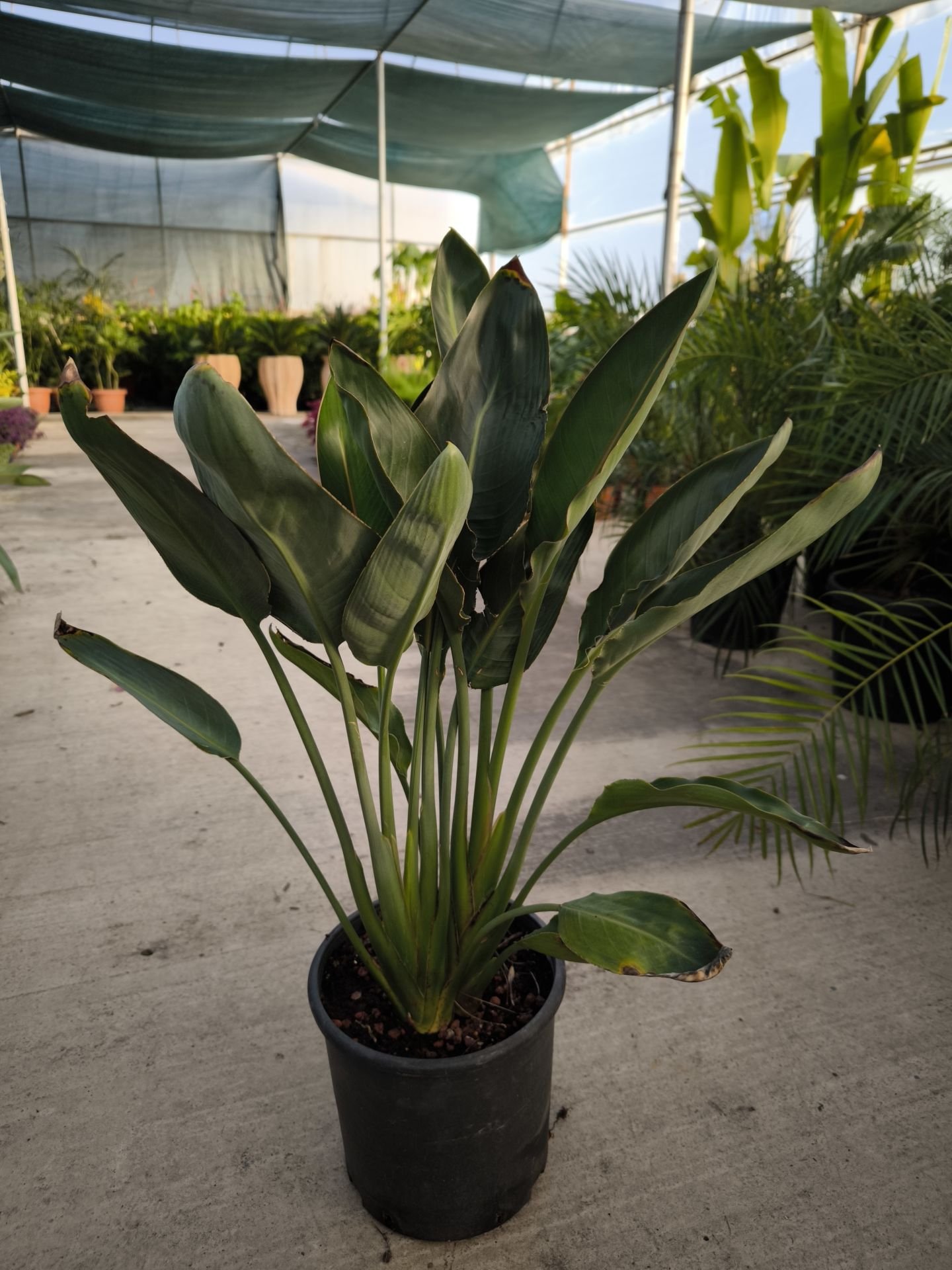 İki Köklü Starliçe - Strelitzia reginae