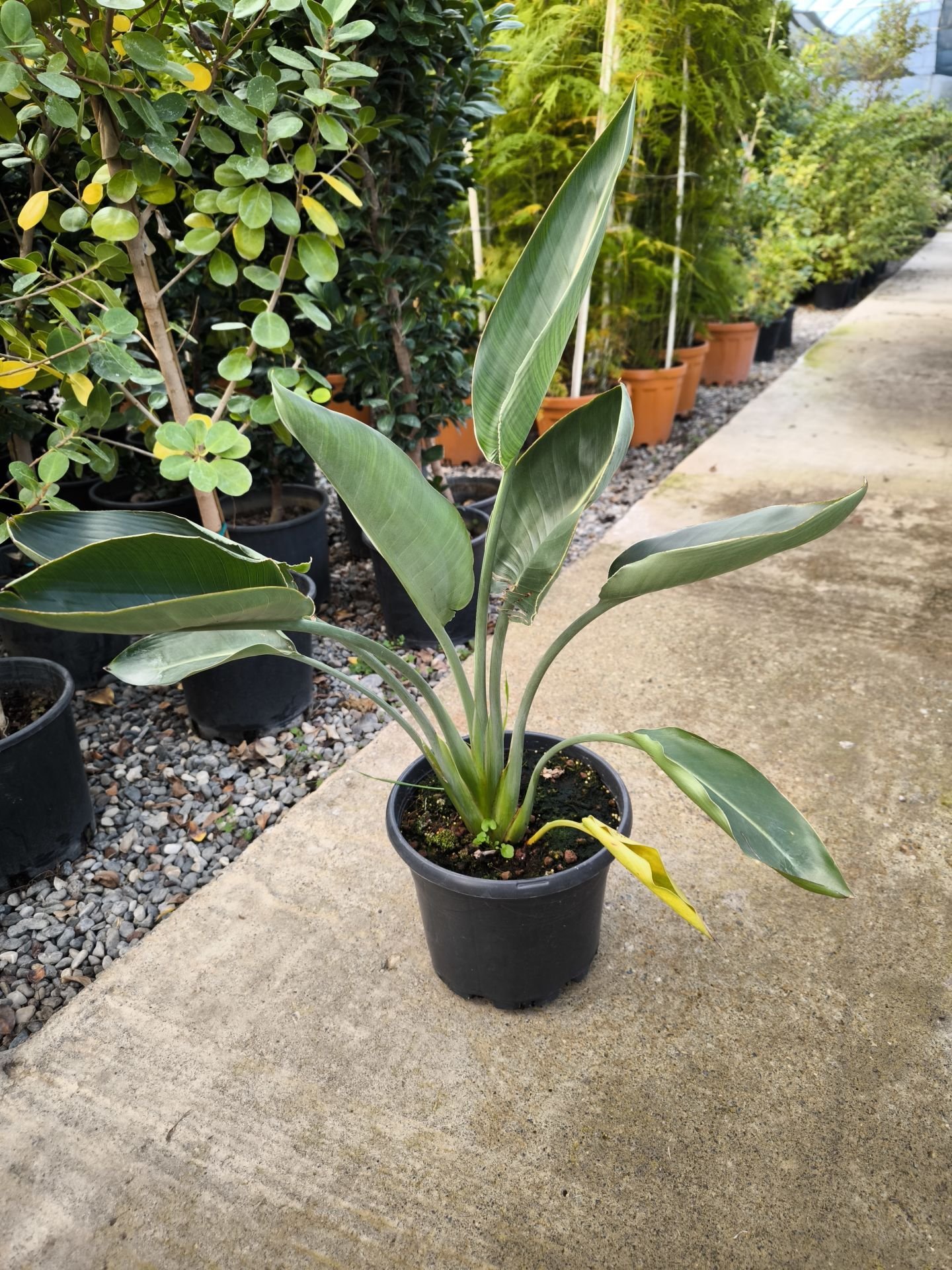 Starliçe - Strelitzia reginae