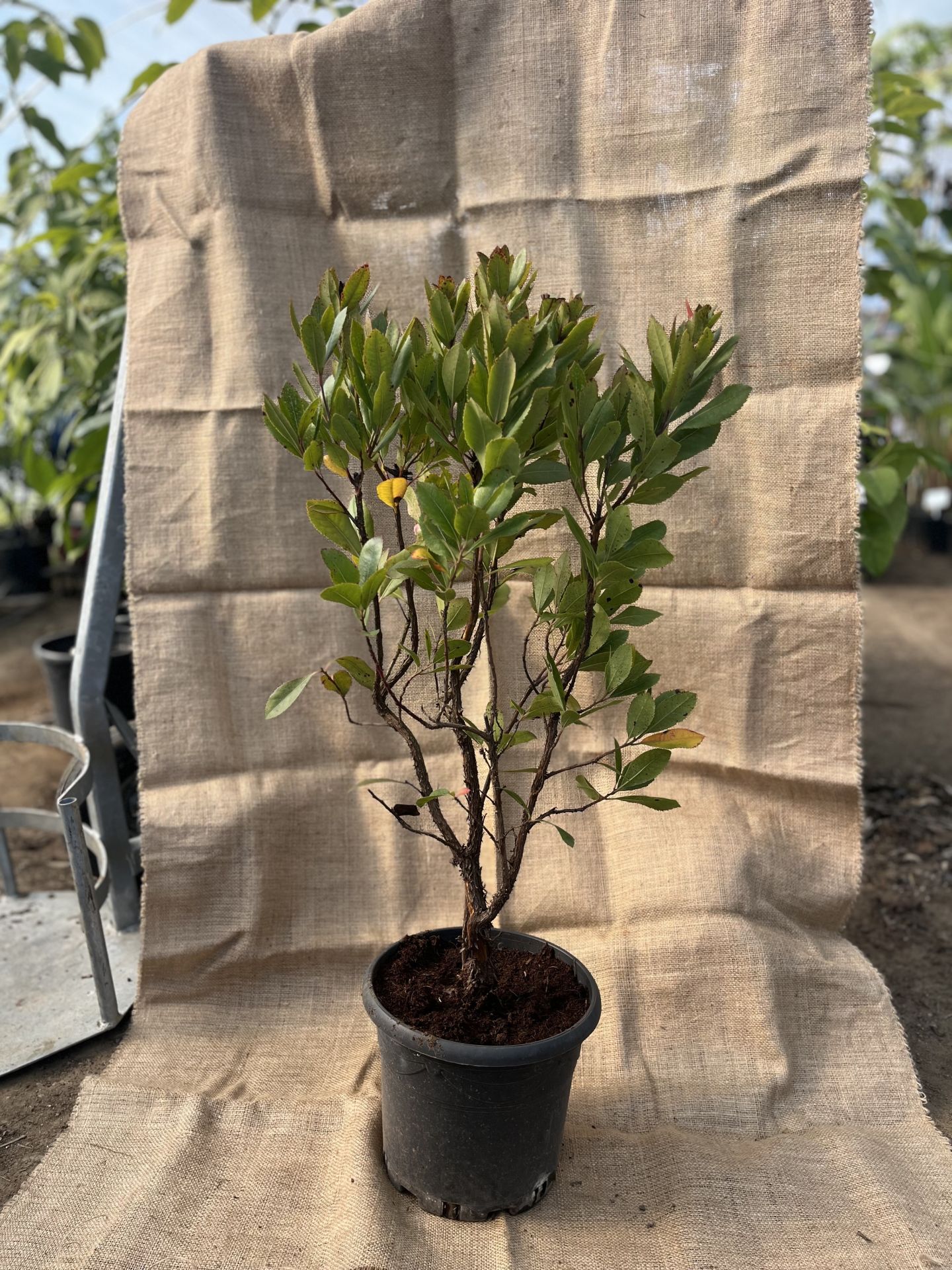 Dağ Çileği Fidanı 3-4 Yaş