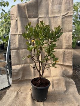 Dağ Çileği Fidanı 3-4 Yaş