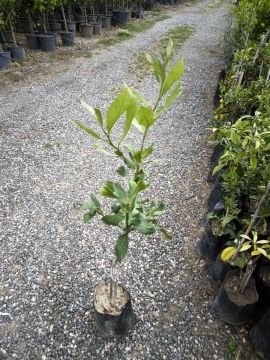 Yerli Limon Fidanı (Köyceğiz Limonu)
