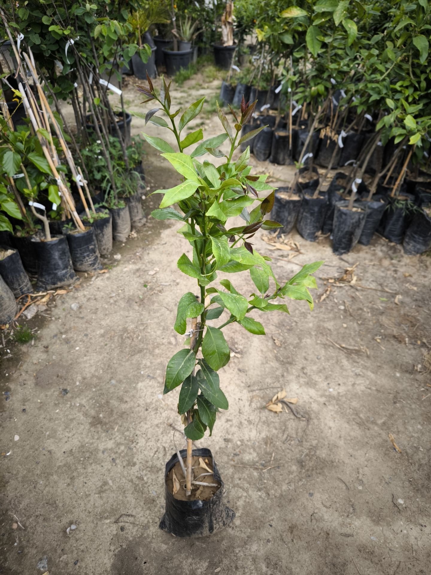 Yediveren Limon Fidanı