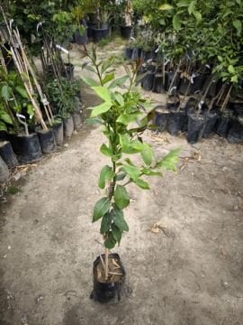 Yediveren Limon Fidanı
