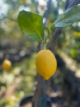 Yediveren Limon Fidanı