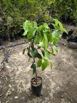 Kanlı Greyfurt Fidanı