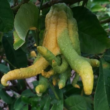 Buda'nın Eli Fidanı (Buddha's Hand)