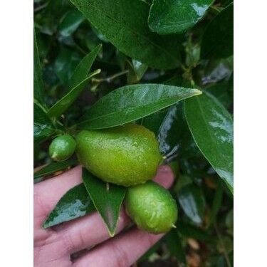 Limequat Fidanı (Tavares Limequat)