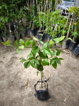 Bodur Mayer Limon Fidanı