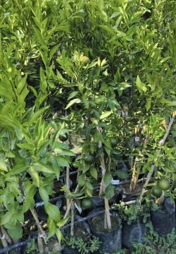 Bodrum Mandalinası Fidanı