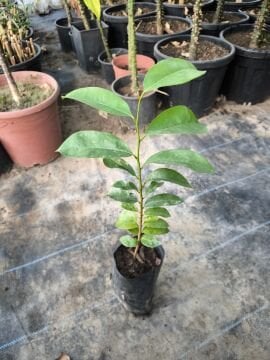 Graviola Fidanı (Tarçın Elması)