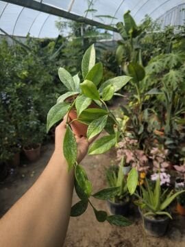 Hoya Mor-Siyah Çiçekli (Hoya pubicalyx 'Black Dragon'