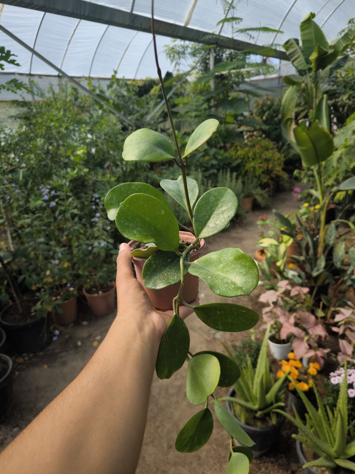 Hoya Carnosa (Pembe-Beyaz)