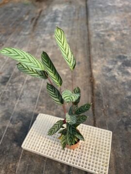 Dua Çiçeği (Calathea setosa)