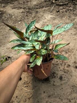 Dua Çiçeği (Calathea setosa)