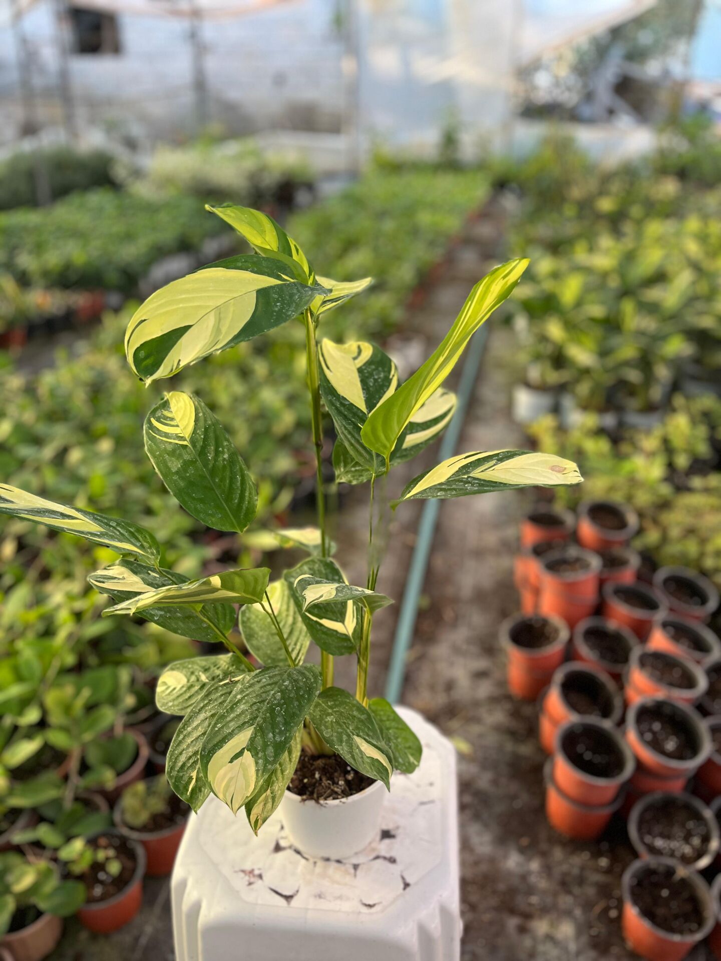 Dua Çiçeği (Calathea pilosa)