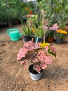 Pembe Melek Kanadı (Syngonium Pink)