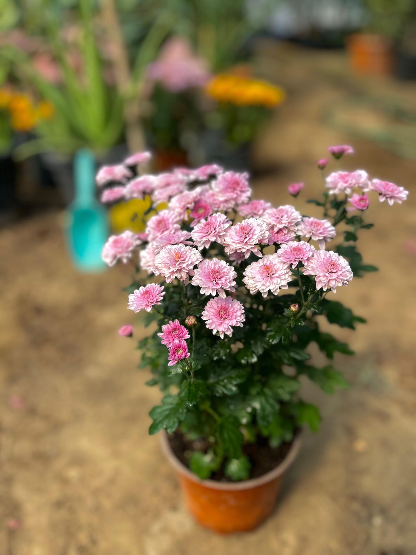 Kasımpatı Çiçeği (Pembe)