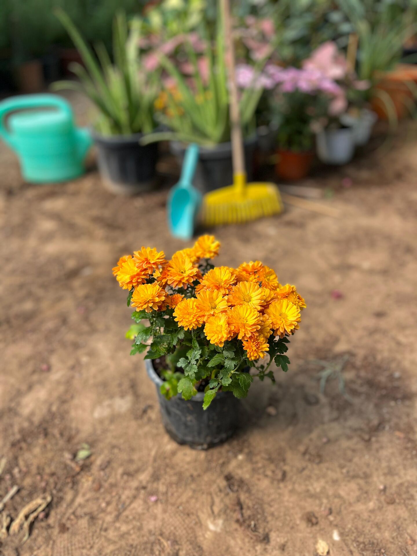 Kasımpatı Çiçeği (Turuncu)