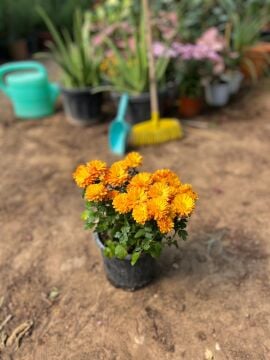 Kasımpatı Çiçeği (Turuncu)