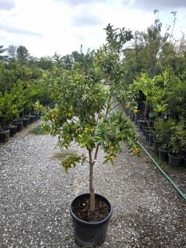 Kumkuat Fidanı 8 yaş (160-180 cm)