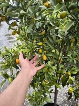 Kumkuat Fidanı 8 yaş (160-180 cm)