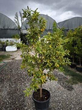 Kumkuat Fidanı 8 yaş (160-180 cm)