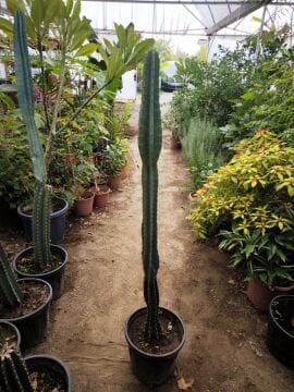 Cereus Peruvianus