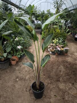 Dev Starliçe (Strelitzia nicolai)