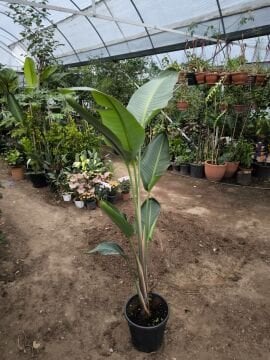 Dev Starliçe (Strelitzia nicolai)