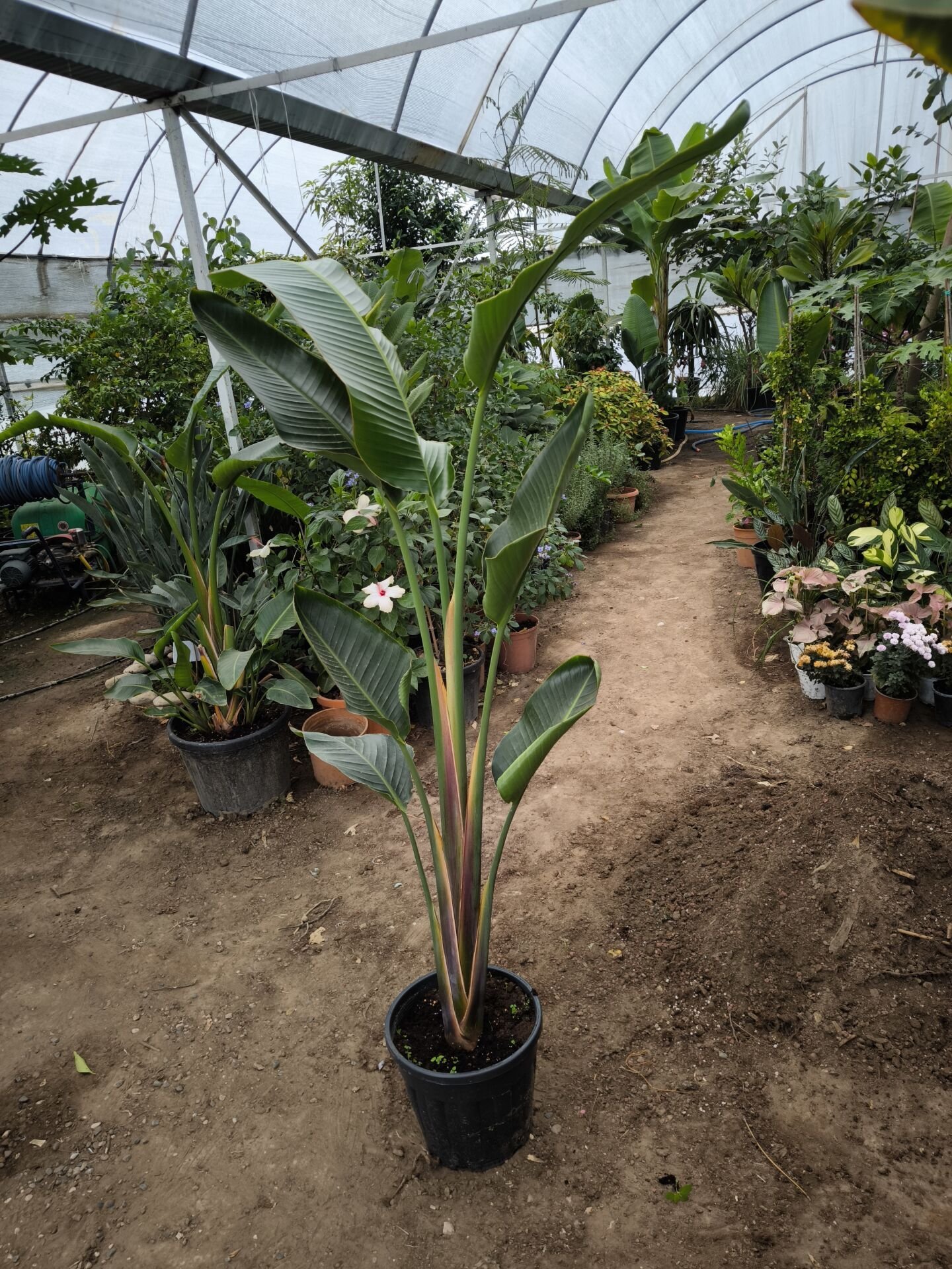 Dev Starliçe (Strelitzia nicolai)