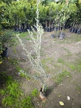 Gemlik Zeytini Fidanı