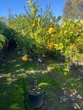 Portakal Ağacı 5 Yaş (Washington Portakalı)