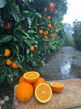 Portakal Ağacı 5 Yaş (Washington Portakalı)