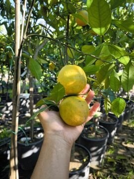 Yaz Portakalı Ağacı 5 Yaş (Valencia Portakal)