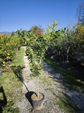 Yaz Portakalı Ağacı 5 Yaş (Valencia Portakal)